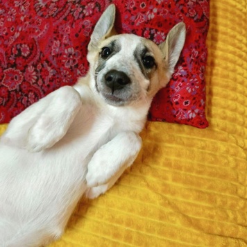 Собаки в добрые руки - Юми