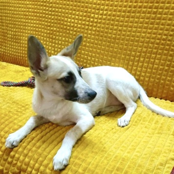 Собаки в добрые руки - Юми - 1