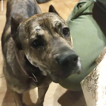 Собаки в добрые руки - Алана