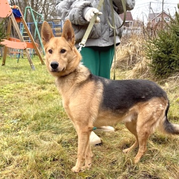 Собаки в добрые руки - Джек