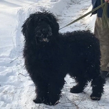 Лада - Собаки в добрые руки