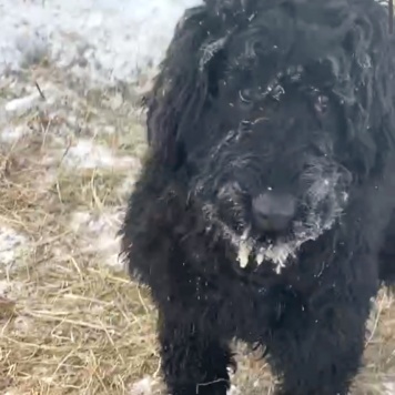 Собаки в добрые руки - Лада - 1