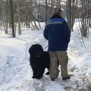 Собаки в добрые руки - Лада - 2