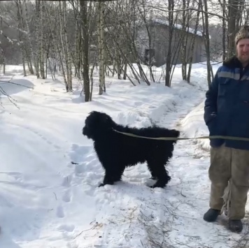 Собаки в добрые руки - Лада - 3