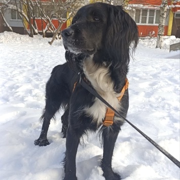 Ричард - Собаки в добрые руки