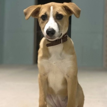 Мила - Собаки в добрые руки