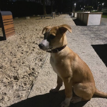 Собаки в добрые руки - Мила - 1