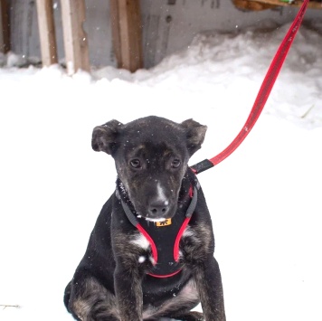 Синди - Собаки в добрые руки