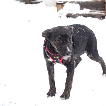 Собаки в добрые руки - Синди - 1