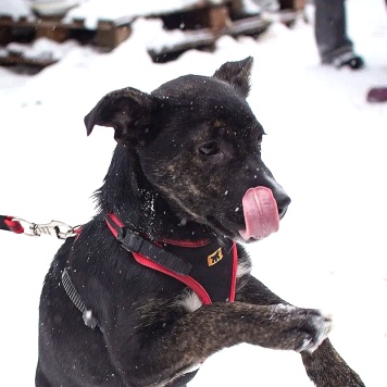 Собаки в добрые руки - Синди - 3