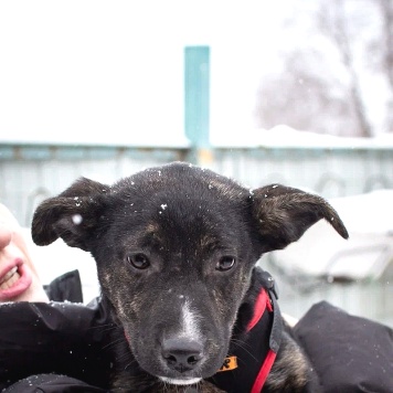 Собаки в добрые руки - Синди - 4