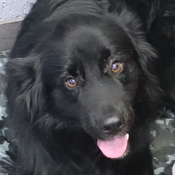 Собаки в добрые руки - Трюфель