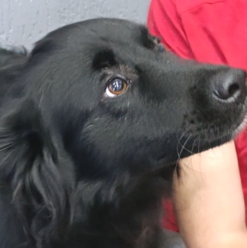 Собаки в добрые руки - Трюфель - 1