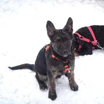Босс - Собаки в добрые руки