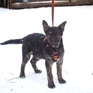 Собаки в добрые руки - Босс - 1