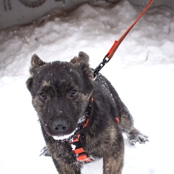 Собаки в добрые руки - Босс - 2