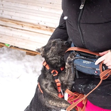 Собаки в добрые руки - Босс - 3