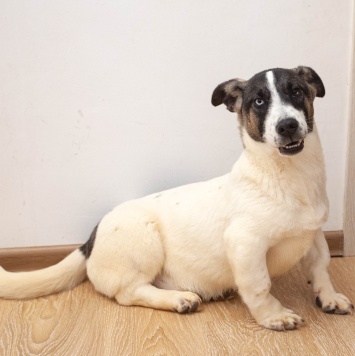 Джек - Собаки в добрые руки