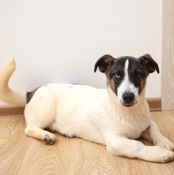 Собаки в добрые руки - Джек - 2