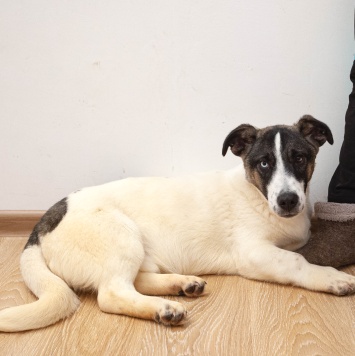 Собаки в добрые руки - Джек - 3