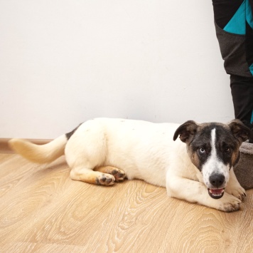 Собаки в добрые руки - Джек - 4