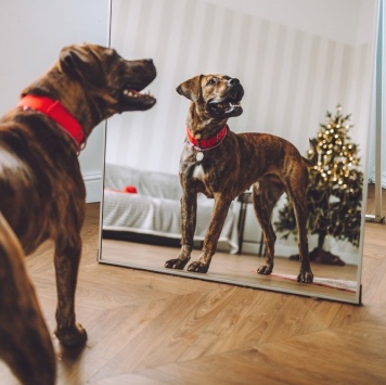 Собаки в добрые руки - Латифа - 2