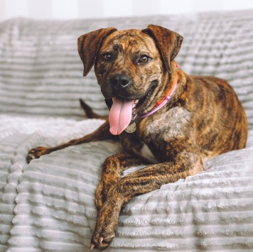 Собаки в добрые руки - Латифа - 3