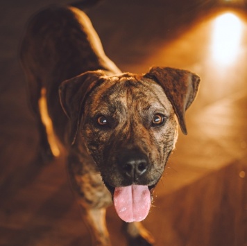 Собаки в добрые руки - Латифа - 4