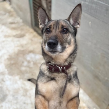 Собаки в добрые руки - Шеф