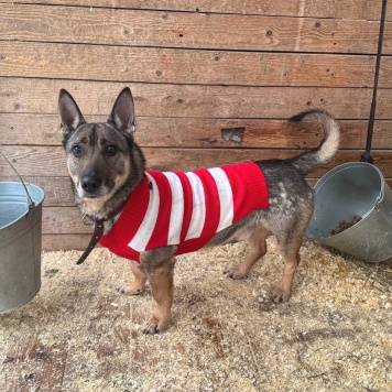 Собаки в добрые руки - Шеф - 1