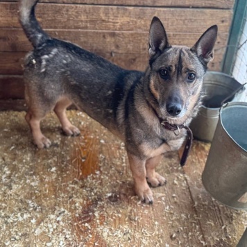 Собаки в добрые руки - Шеф - 2