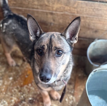 Собаки в добрые руки - Шеф - 3