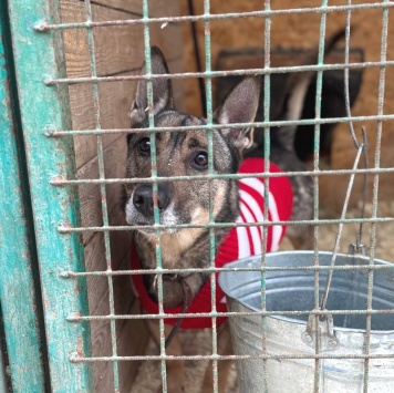 Собаки в добрые руки - Шеф - 4