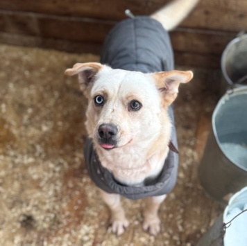 Собаки в добрые руки - Линси