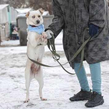 Собаки в добрые руки - Линси - 1