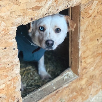 Собаки в добрые руки - Линси - 2