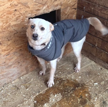 Собаки в добрые руки - Линси - 3