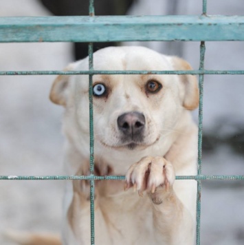 Собаки в добрые руки - Линси - 4