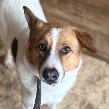 Собаки в добрые руки - Рольф - 1