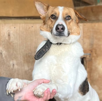 Собаки в добрые руки - Рольф - 2