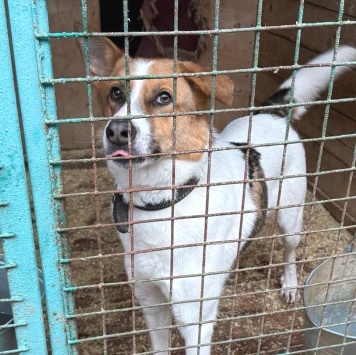 Собаки в добрые руки - Рольф - 3