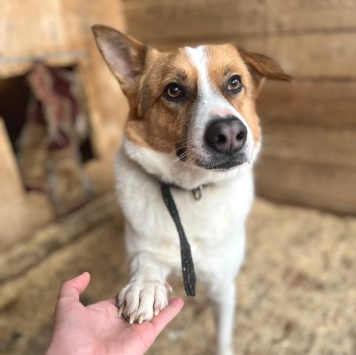 Собаки в добрые руки - Рольф - 4