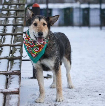 Мушка - Собаки в добрые руки