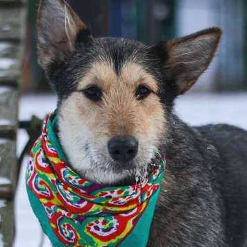 Собаки в добрые руки - Мушка - 1