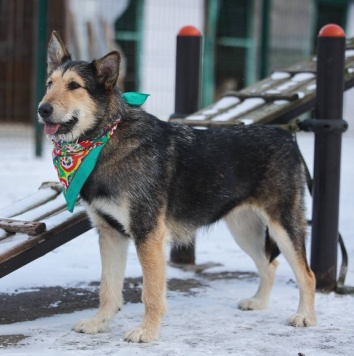 Собаки в добрые руки - Мушка - 2