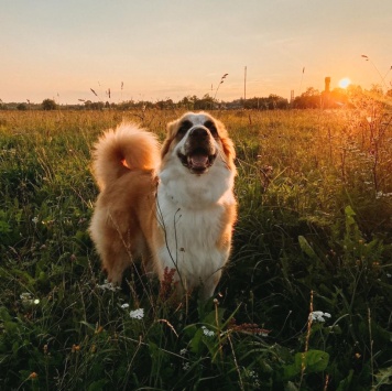 Собаки в добрые руки - Лялька