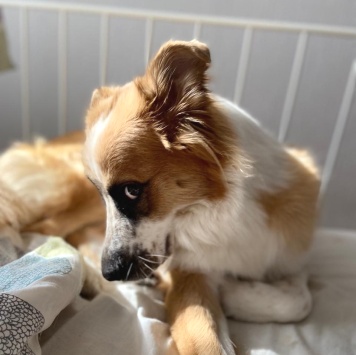 Собаки в добрые руки - Лялька - 1