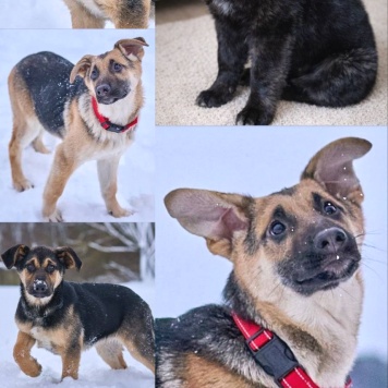 Собаки в добрые руки - щенки - 1