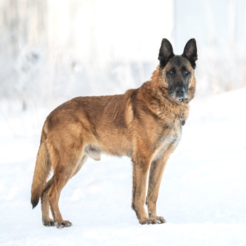 Каир - Собаки в добрые руки