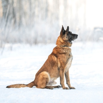 Собаки в добрые руки - Каир - 1
